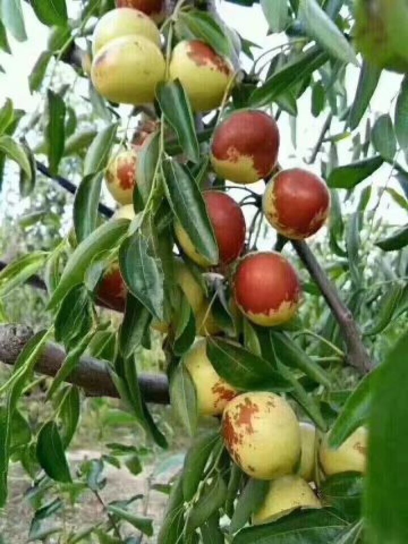 无棣便宜冬枣，青冬枣，大量供应，适合南方市场，皮薄，糖分
