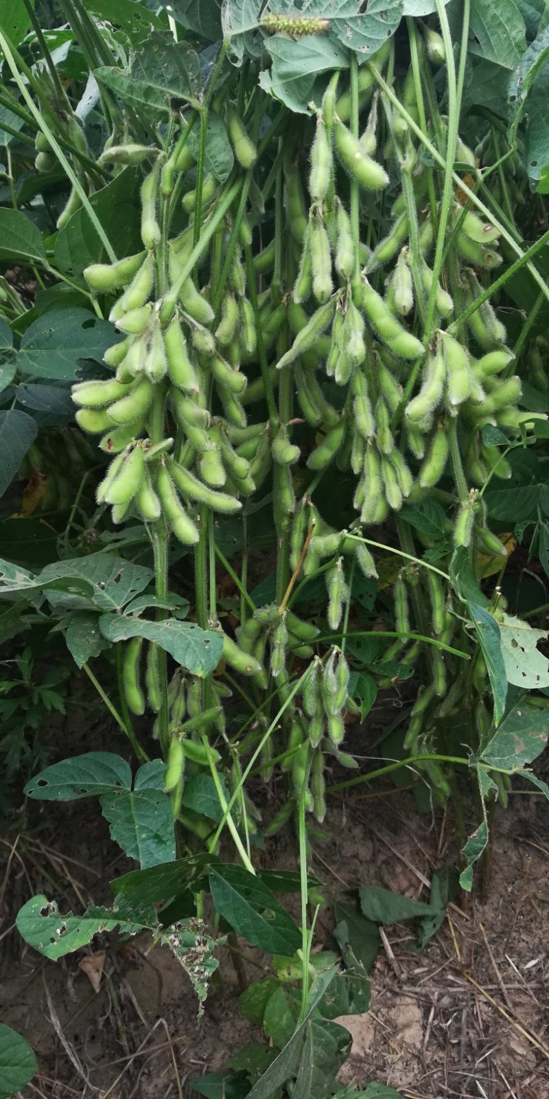 辛豆12