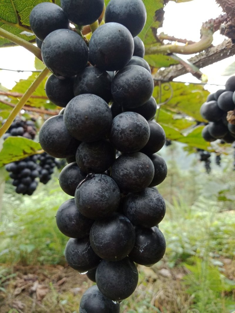 葡萄高山二号葡萄酿酒专用葡萄欢迎订购