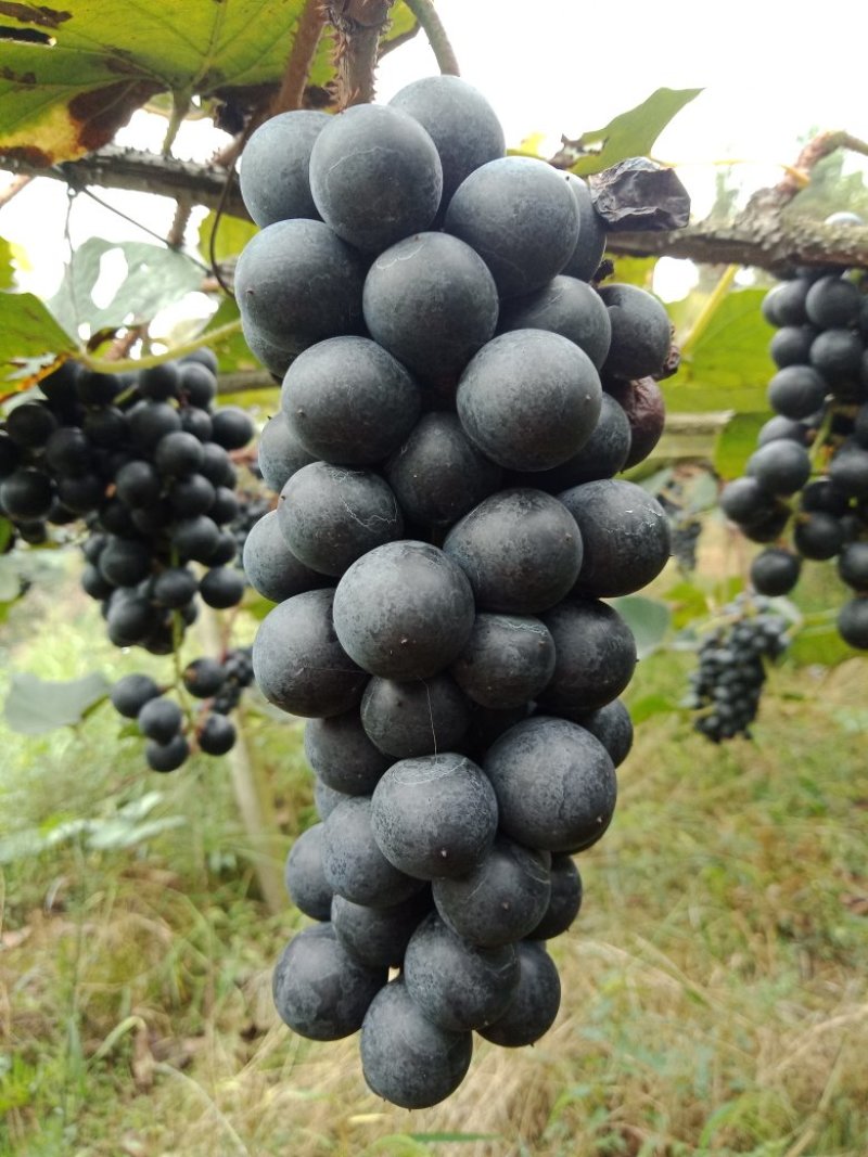 葡萄高山二号葡萄酿酒专用葡萄欢迎订购