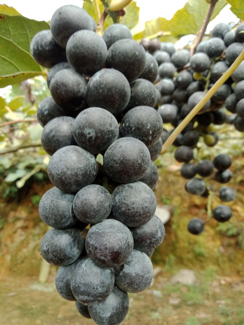 葡萄高山二号葡萄酿酒专用葡萄欢迎订购