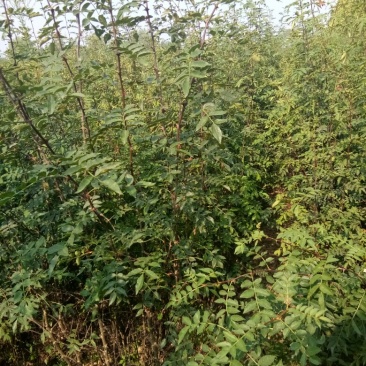 大红袍花椒苗