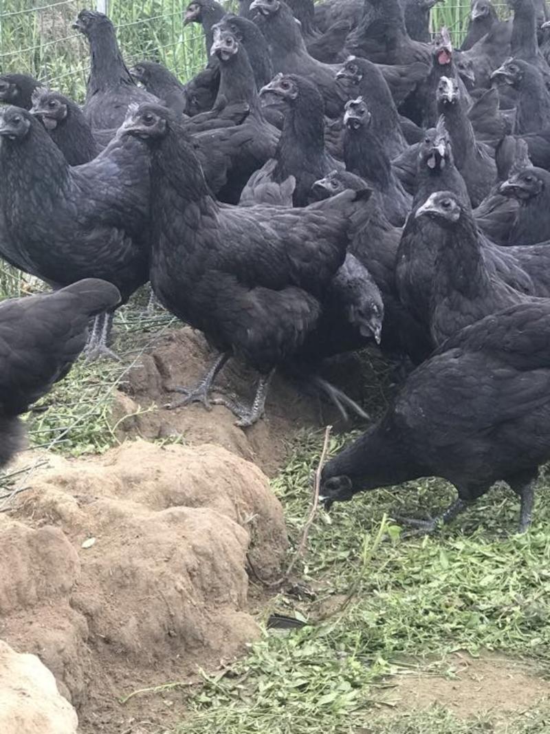 绿壳蛋鸡散养五黑鸡包活到家快递活体发货