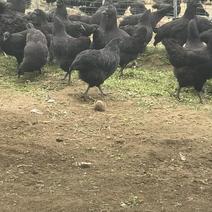绿壳蛋鸡散养五黑鸡包活到家活体发货