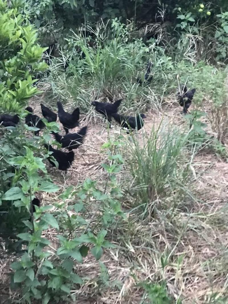 绿壳蛋鸡散养五黑鸡包活到家快递活体发货