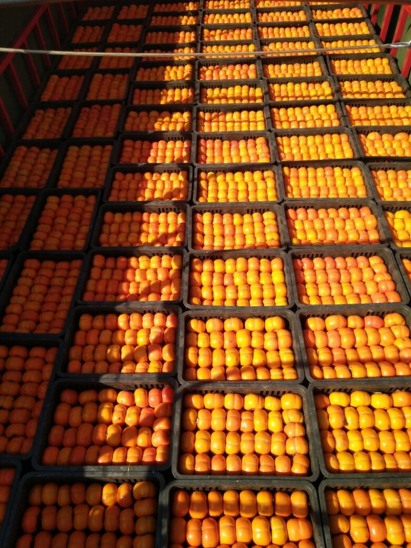 精品小方柿子大量上市