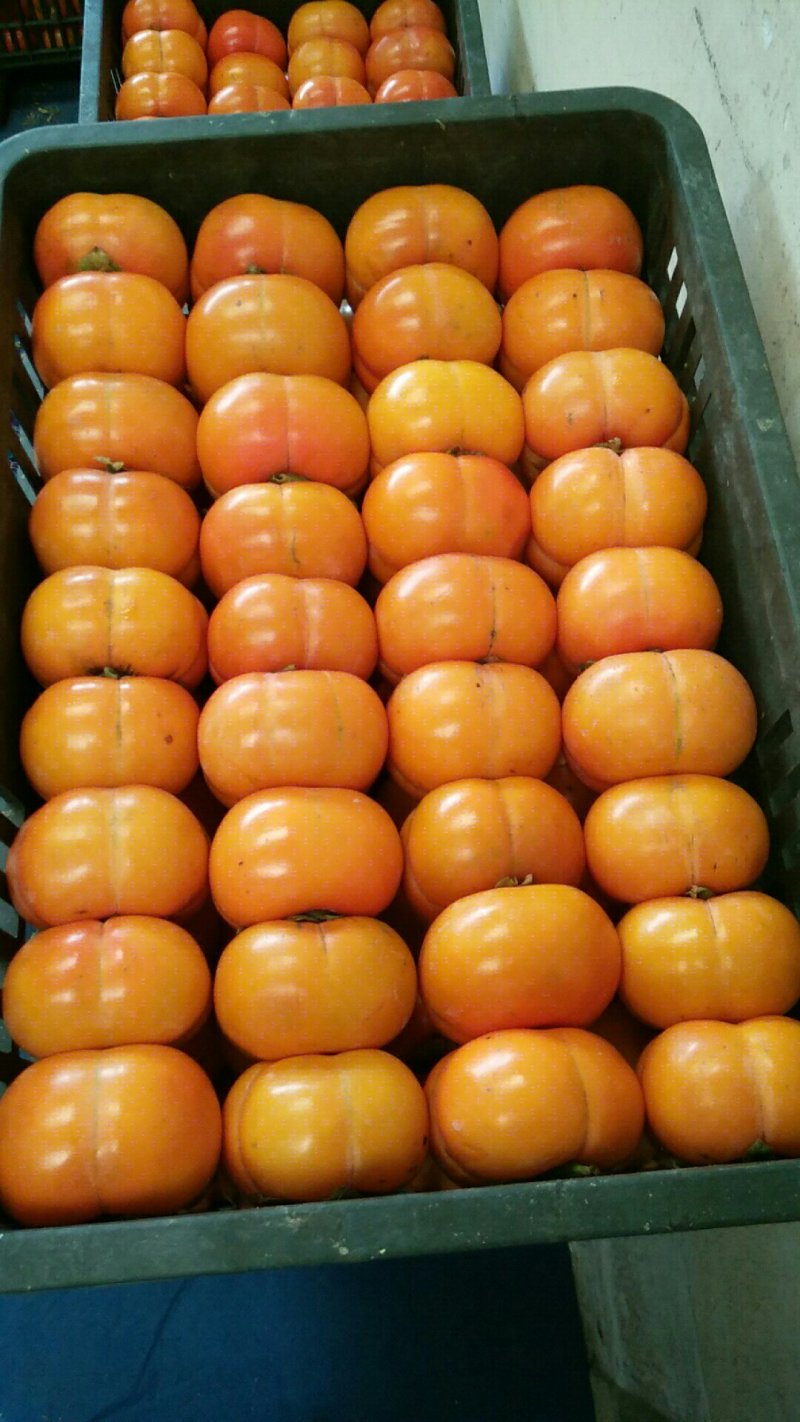 精品小方柿子大量上市
