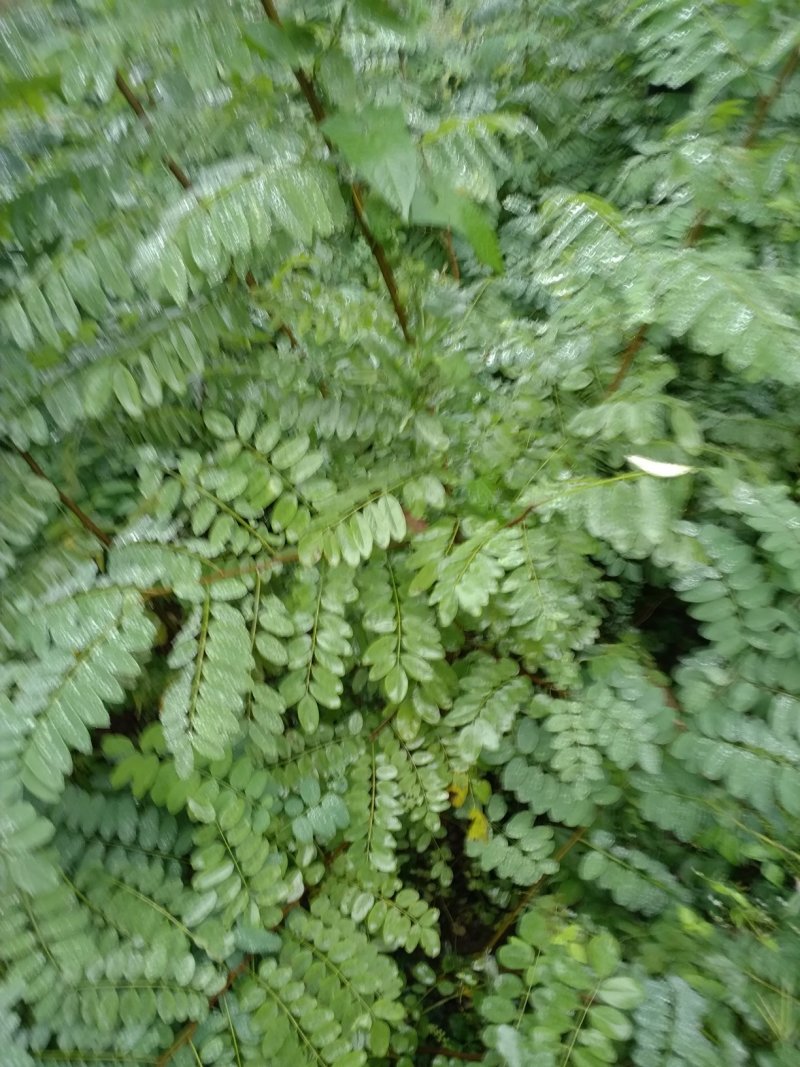 当年实生刺槐苗，长势旺盛。各种规格齐全，可供不同客户需求