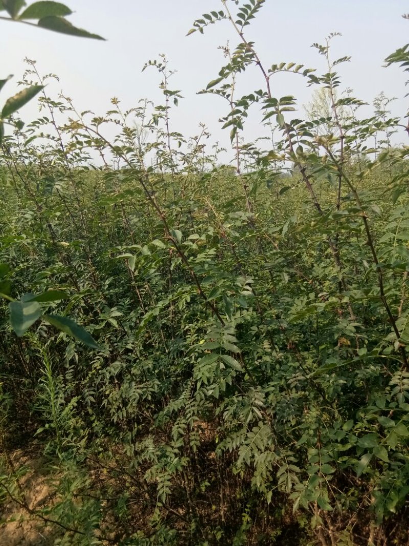 2年大红袍花椒苗。