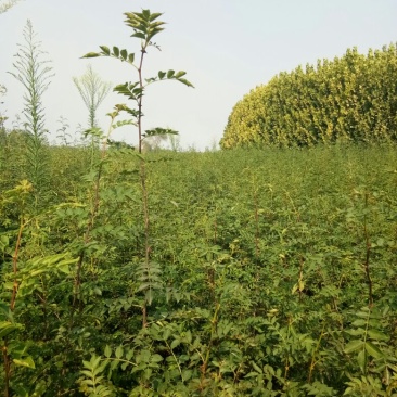 2年大红袍花椒苗。