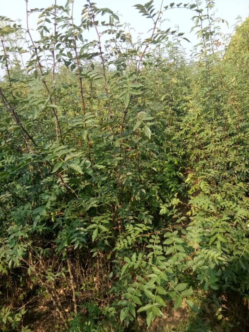 2年大红袍花椒苗。