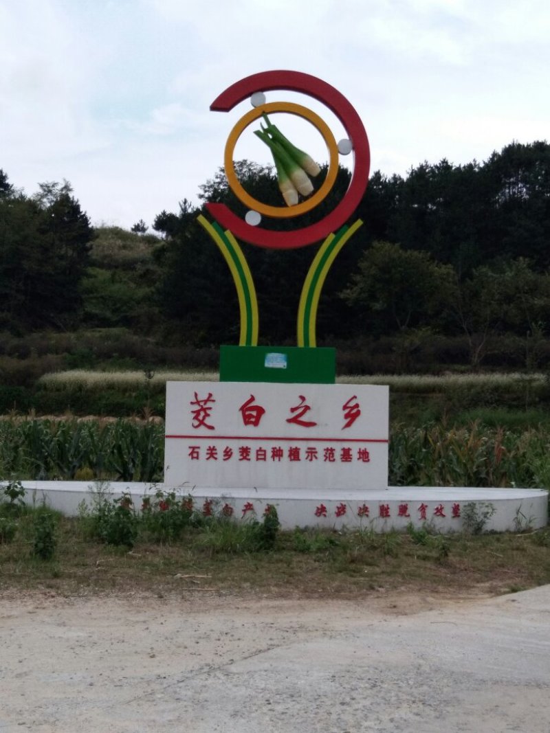 岳西茭白双季单季高产茭白种苗结茭老茎地理标志产品