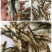 鱼干淡水小鱼干