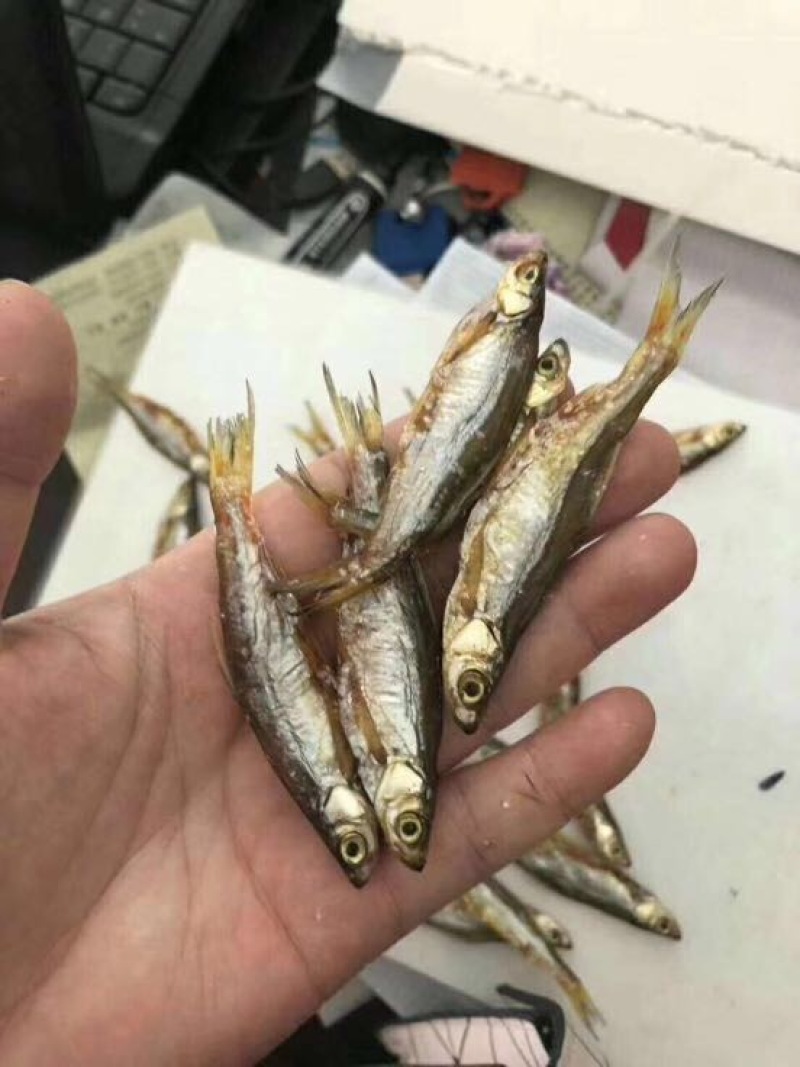 鱼干淡水小鱼干