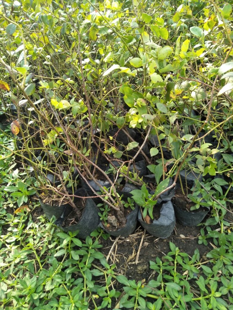 蓝莓苗，蓝莓树苗，