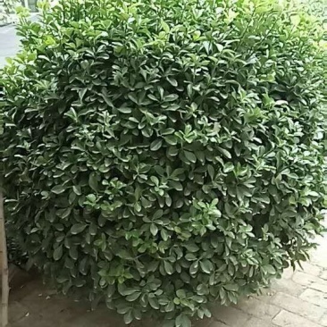 一米半的冬青球