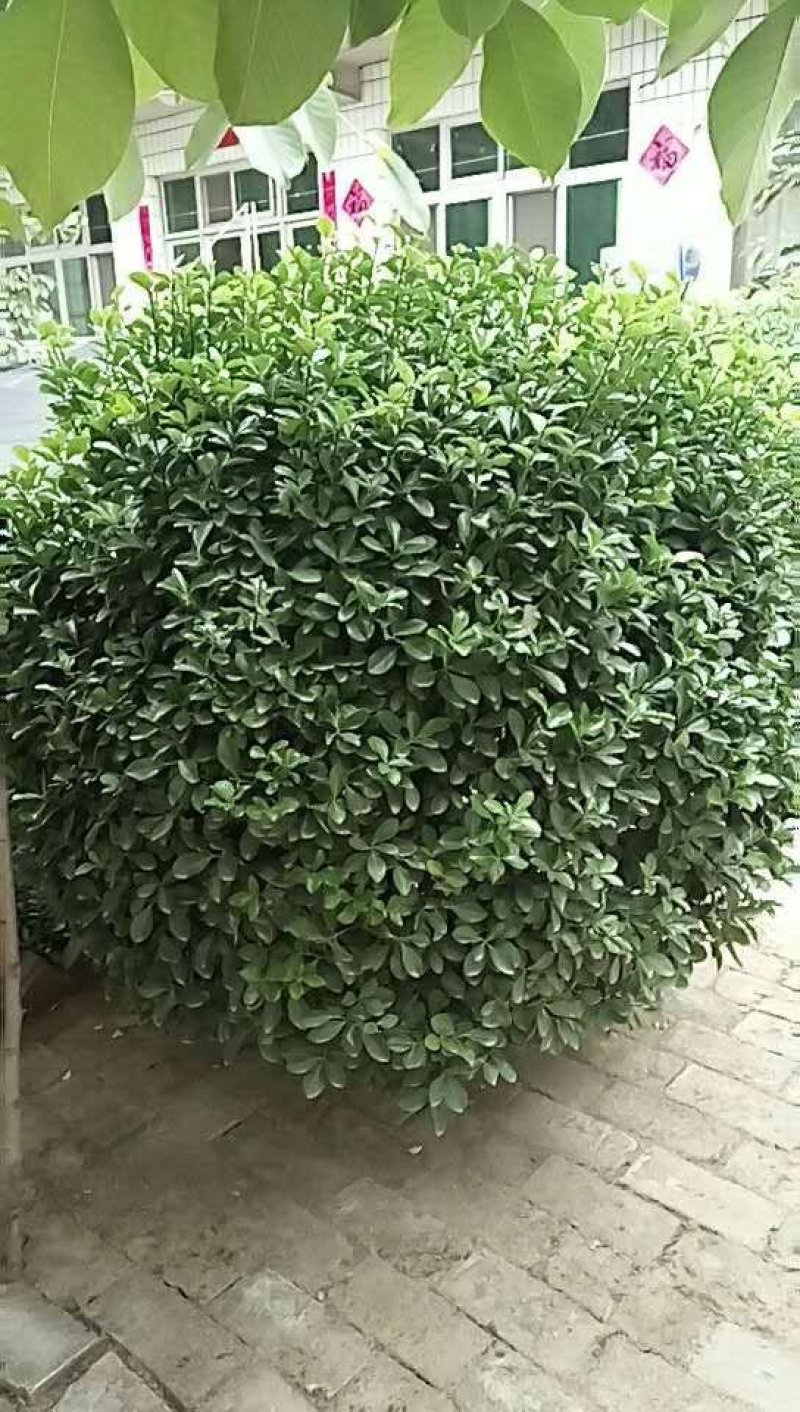 一米半的冬青球