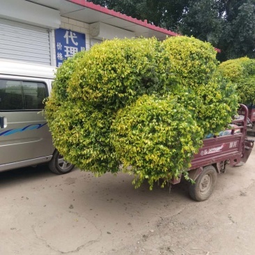 八十的矮杆金叶榆