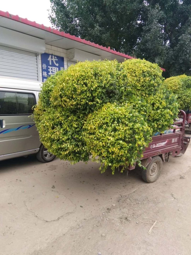 八十的矮杆金叶榆