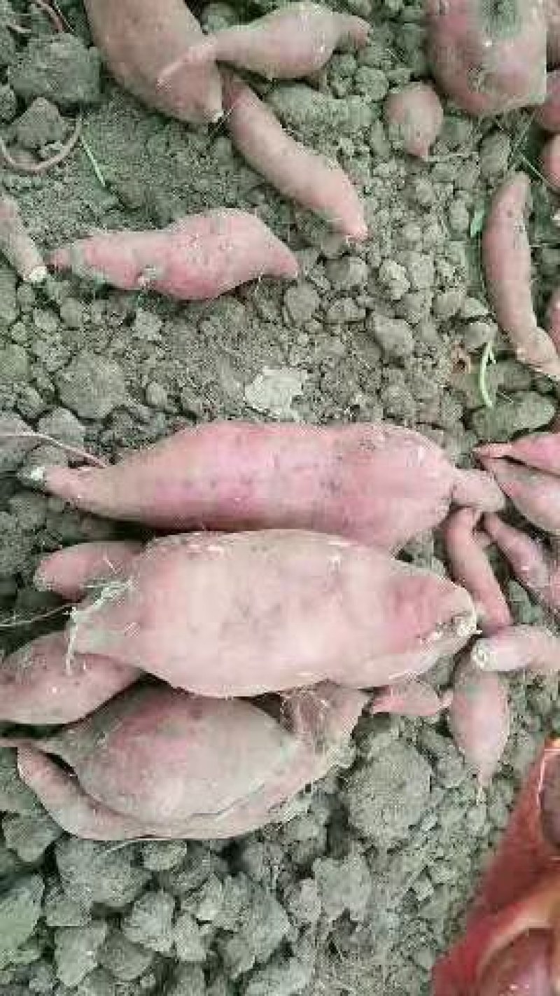 红薯