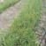 野蚕豆种苗