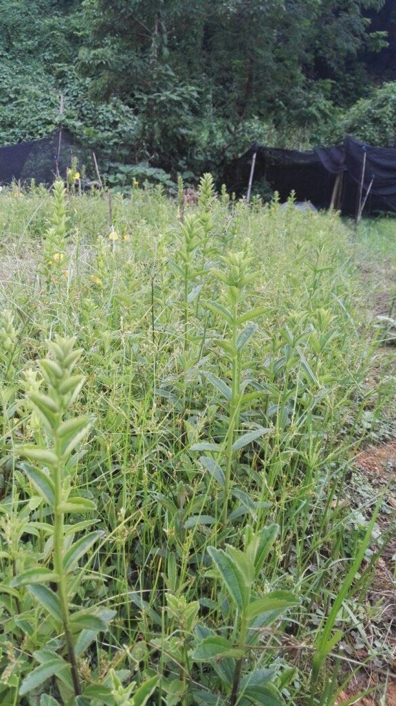 野蚕豆种苗