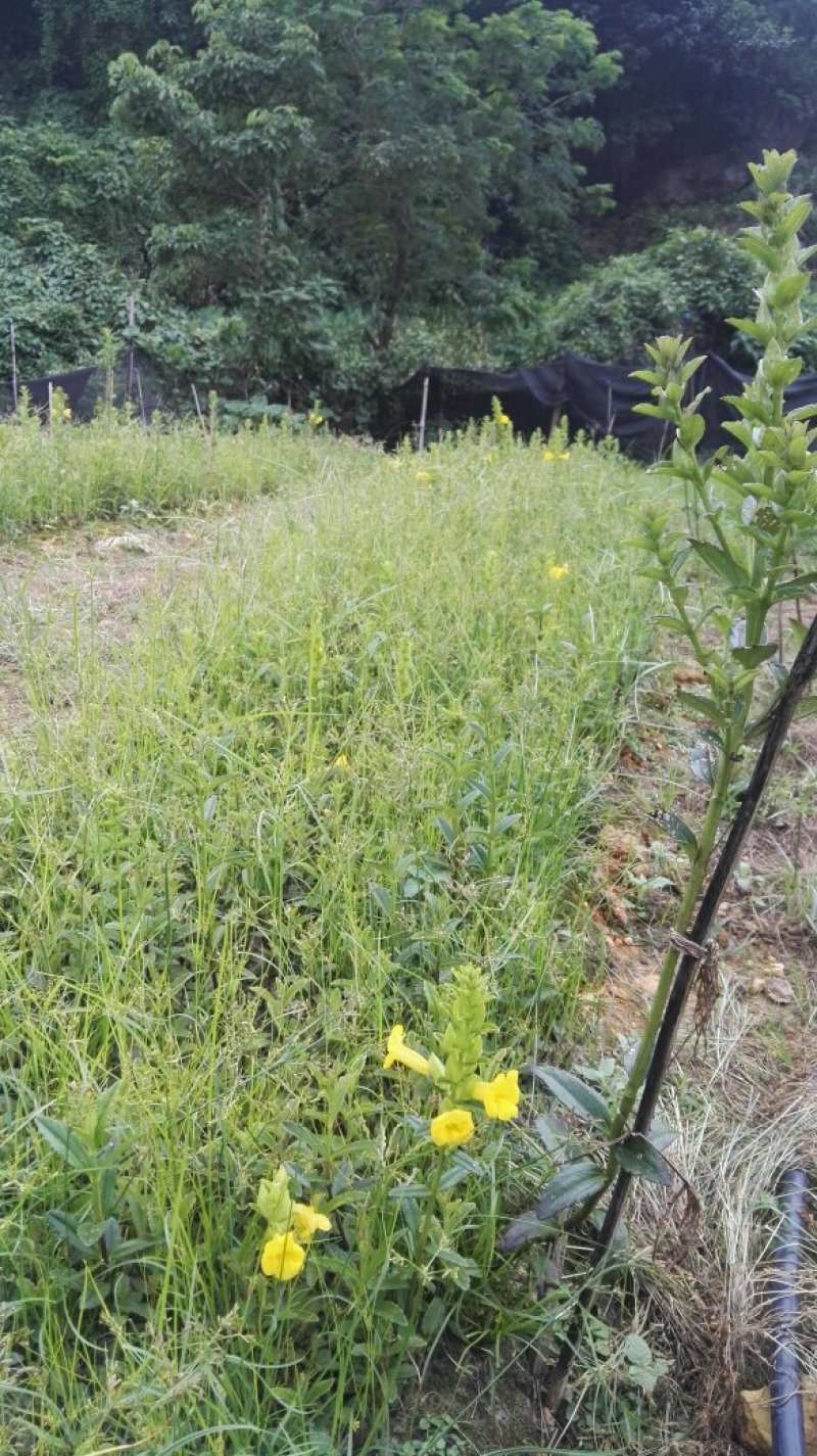 野蚕豆种苗