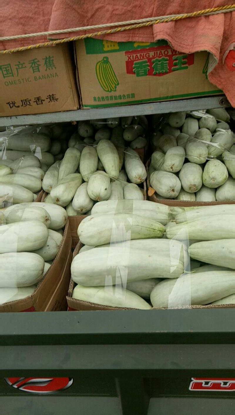 羊角蜜甜瓜