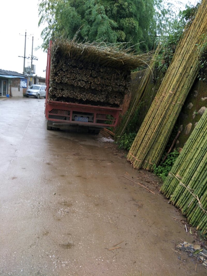 大量竹子出售2～9米需要的老板赶紧下单