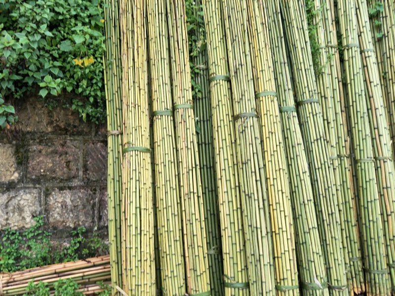 大量竹子出售2～9米需要的老板赶紧下单