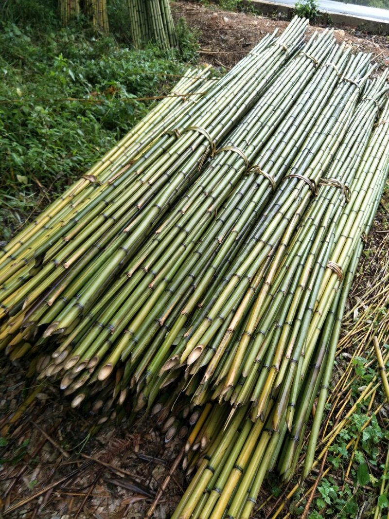 大量竹子出售2～9米需要的老板赶紧下单