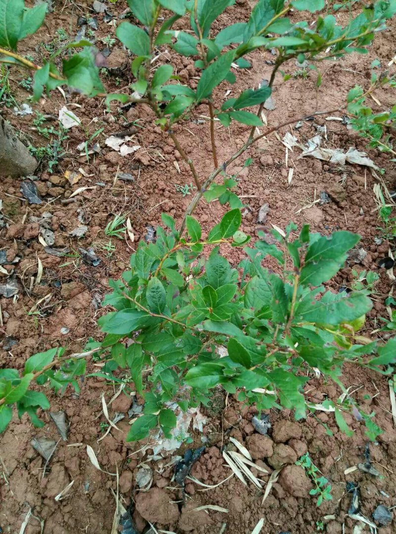 重庆渝本供应蓝莓树，蓝莓苗。