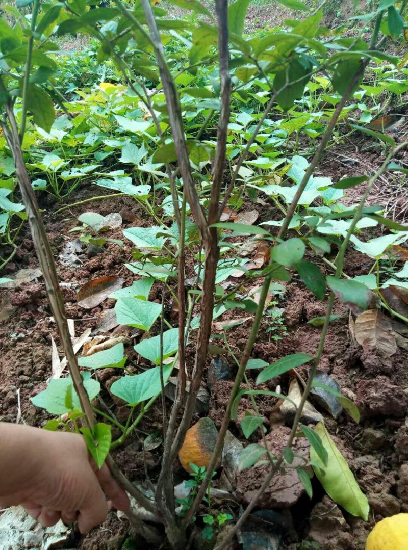 重庆渝本供应蓝莓树，蓝莓苗。
