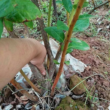 重庆渝本供应蓝莓树，蓝莓苗。