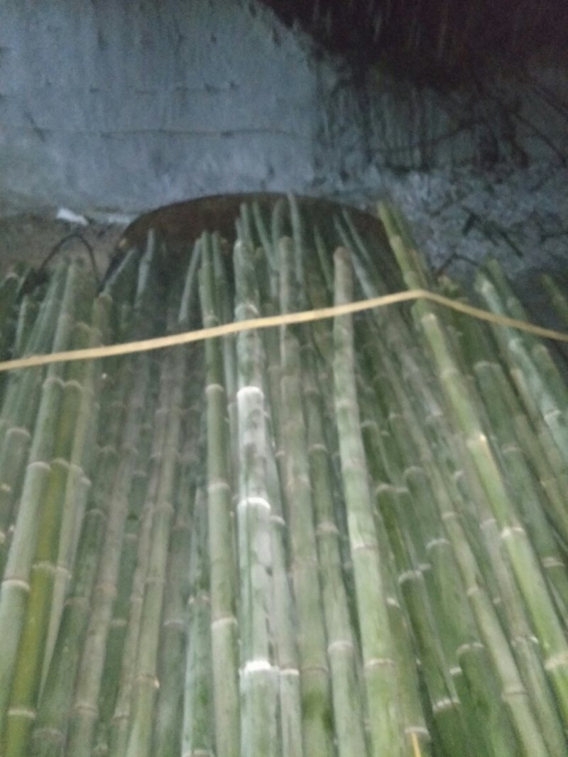 楠竹