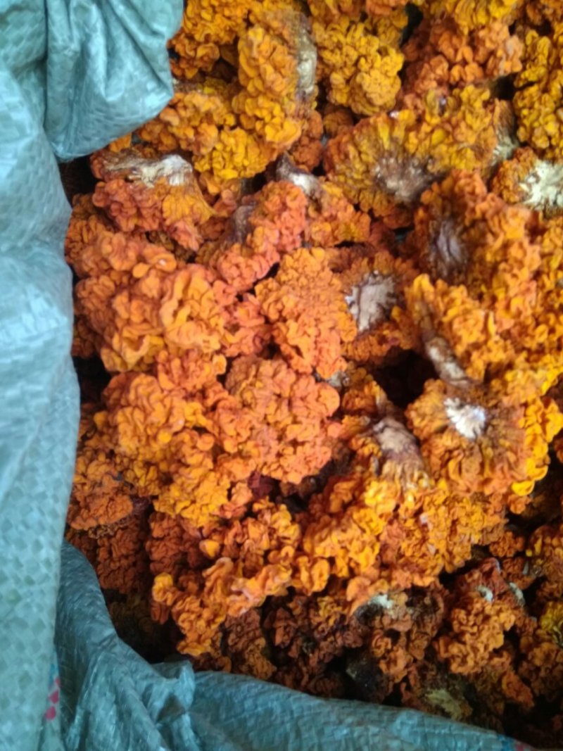 优质椴木金耳