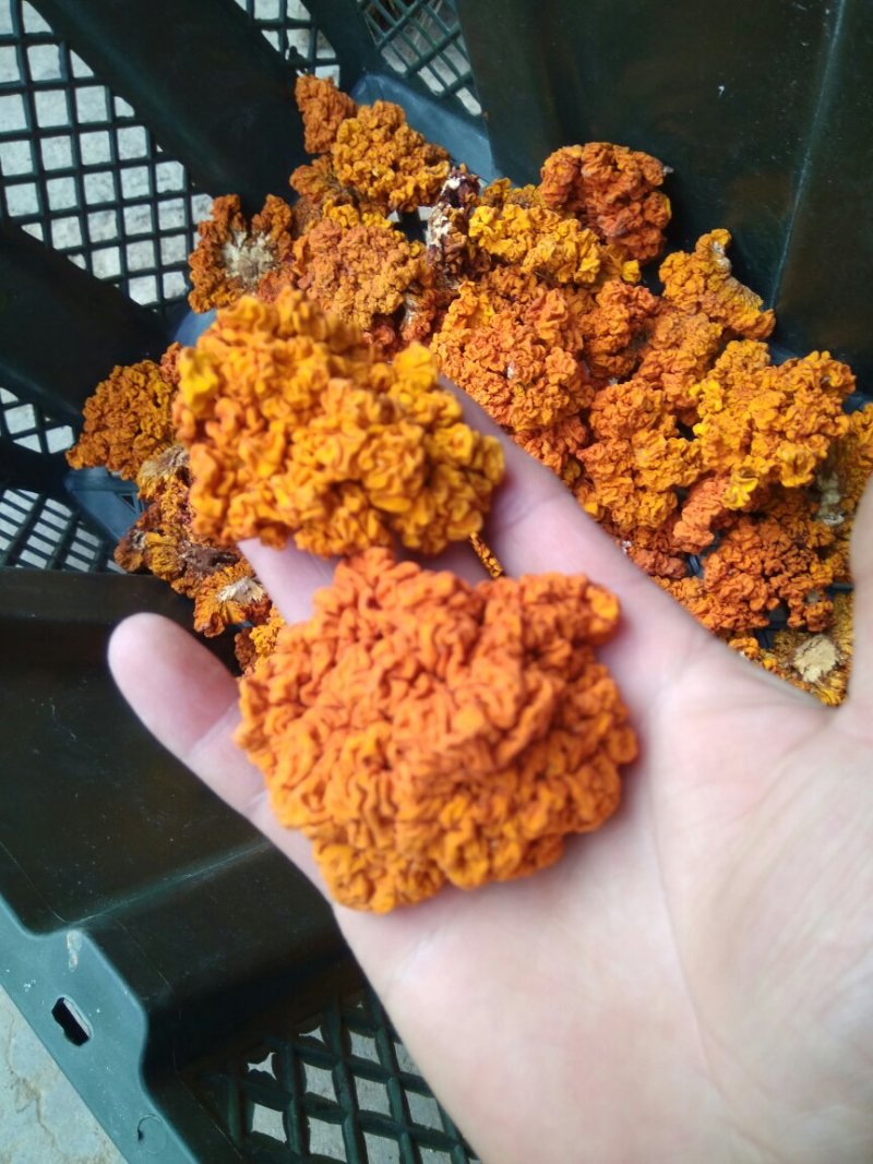 优质椴木金耳