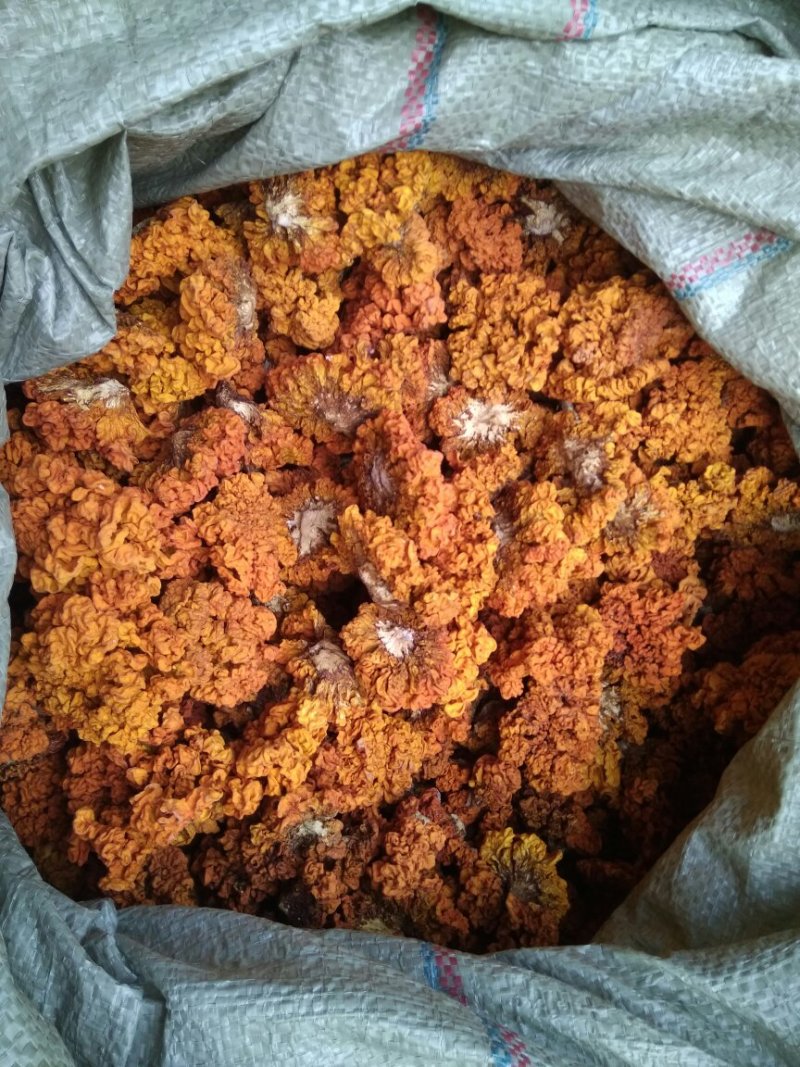优质椴木金耳