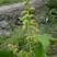 秦岭野生中药材苍耳子农家釆摘自然晒干1斤包邮
