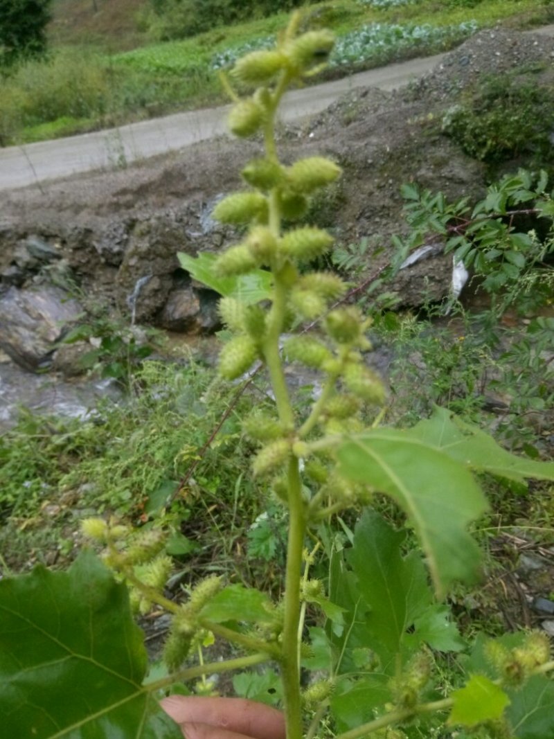 秦岭野生中药材苍耳子农家釆摘自然晒干1斤包邮