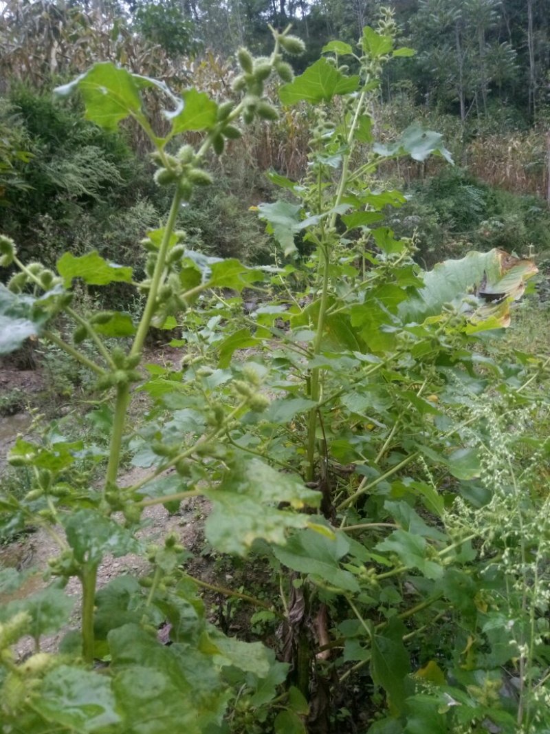 秦岭野生中药材苍耳子农家釆摘自然晒干1斤包邮