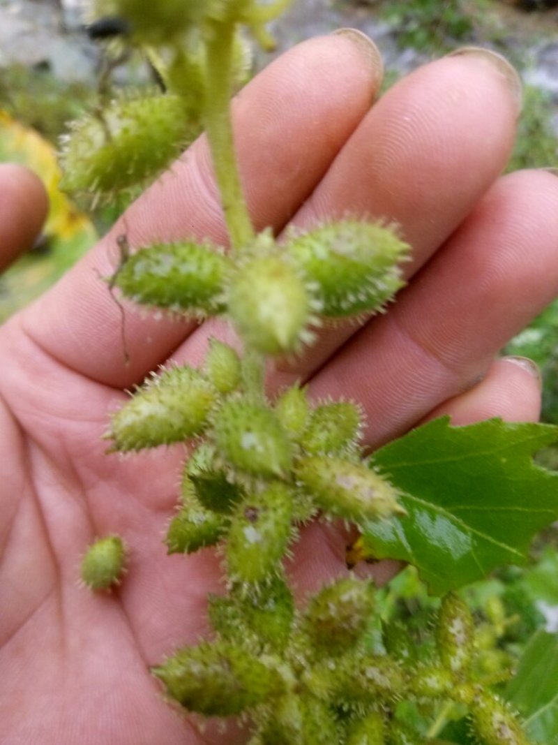 秦岭野生中药材苍耳子农家釆摘自然晒干1斤包邮