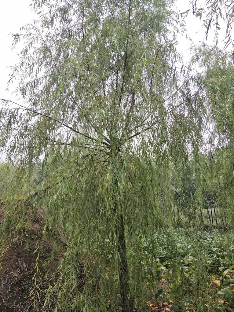 西湖垂柳8-18公分河南垂柳新疆垂柳西藏垂柳