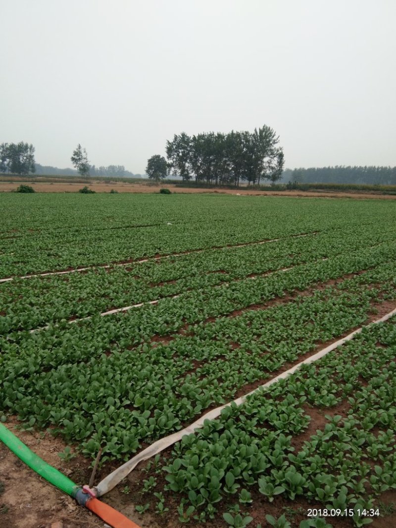 上海青小油菜批发代收代办