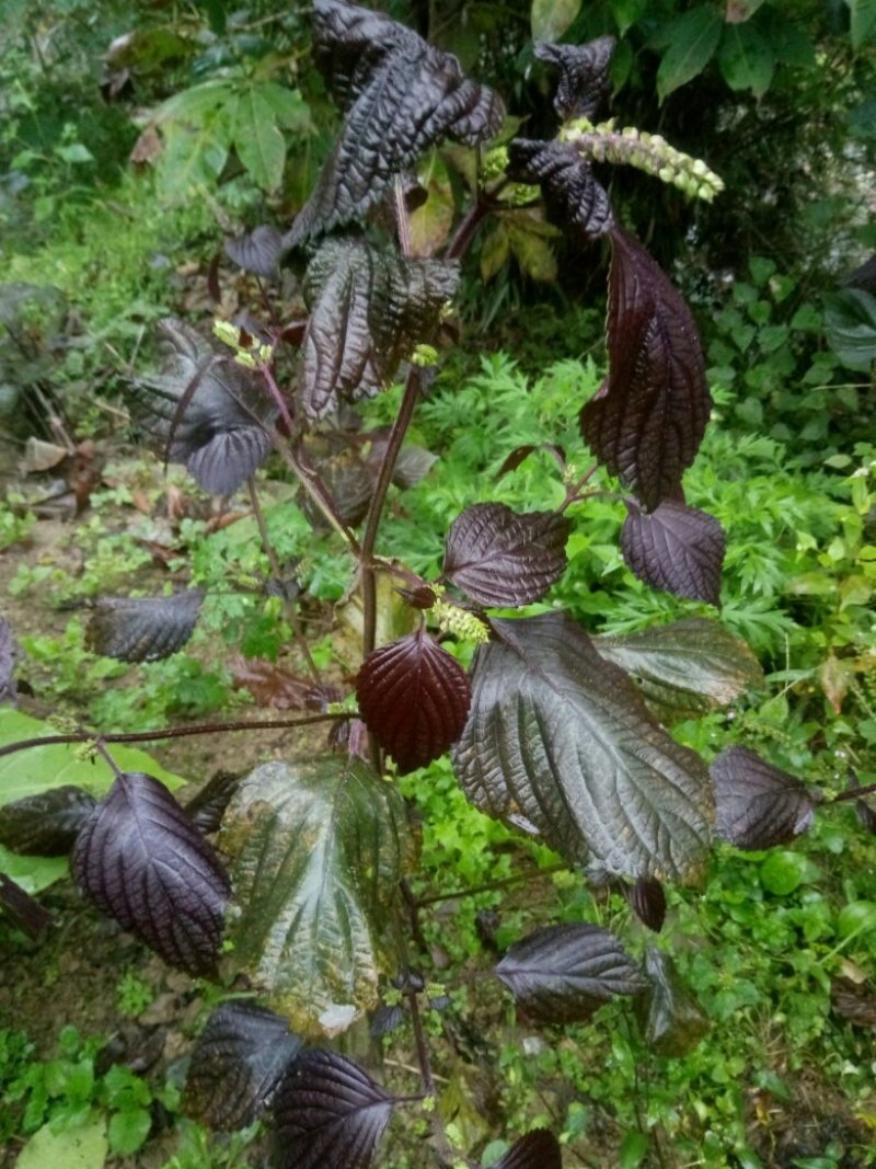 【多买更划算】紫苏野生中药材紫苏茎叶切椴干货2斤包邮