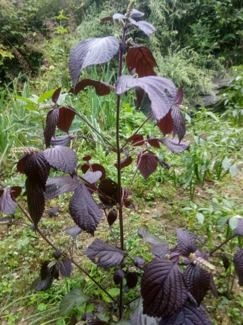 【多买更划算】紫苏野生中药材紫苏茎叶切椴干货2斤包邮