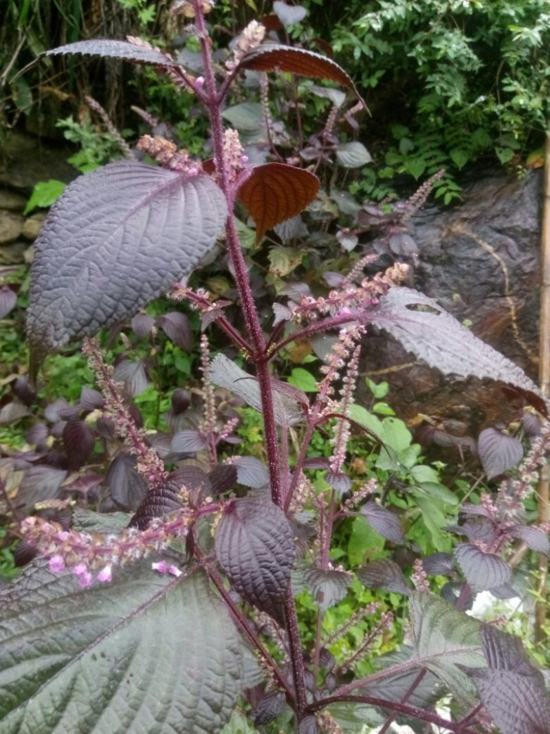 【多买更划算】紫苏野生中药材紫苏茎叶切椴干货2斤包邮