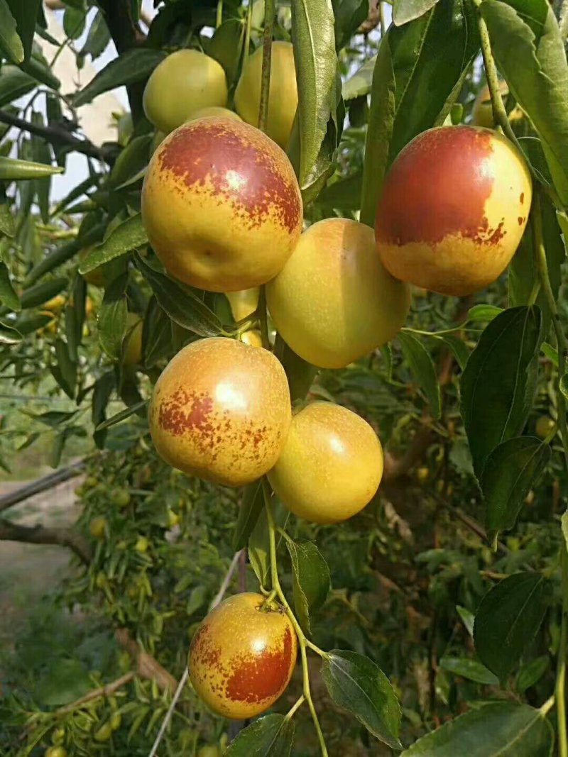 沾化冬枣