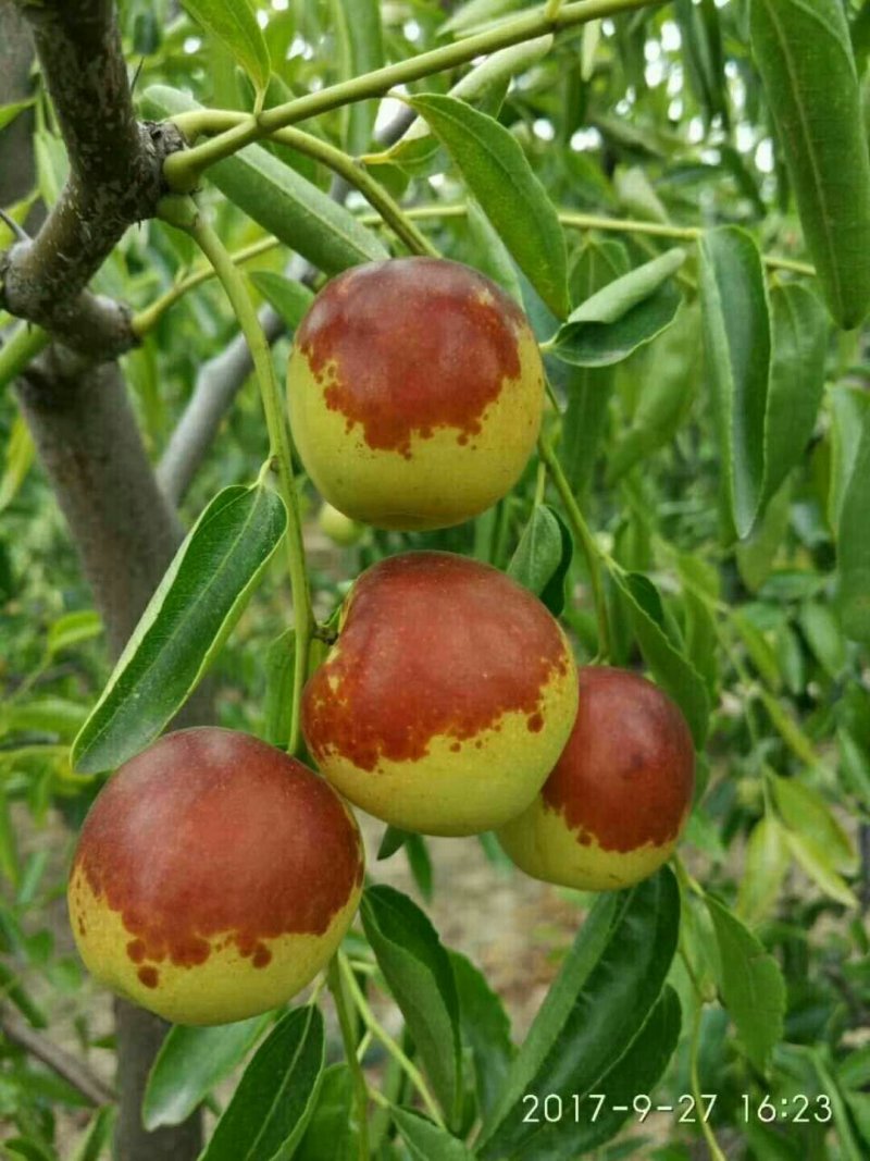 沾化冬枣