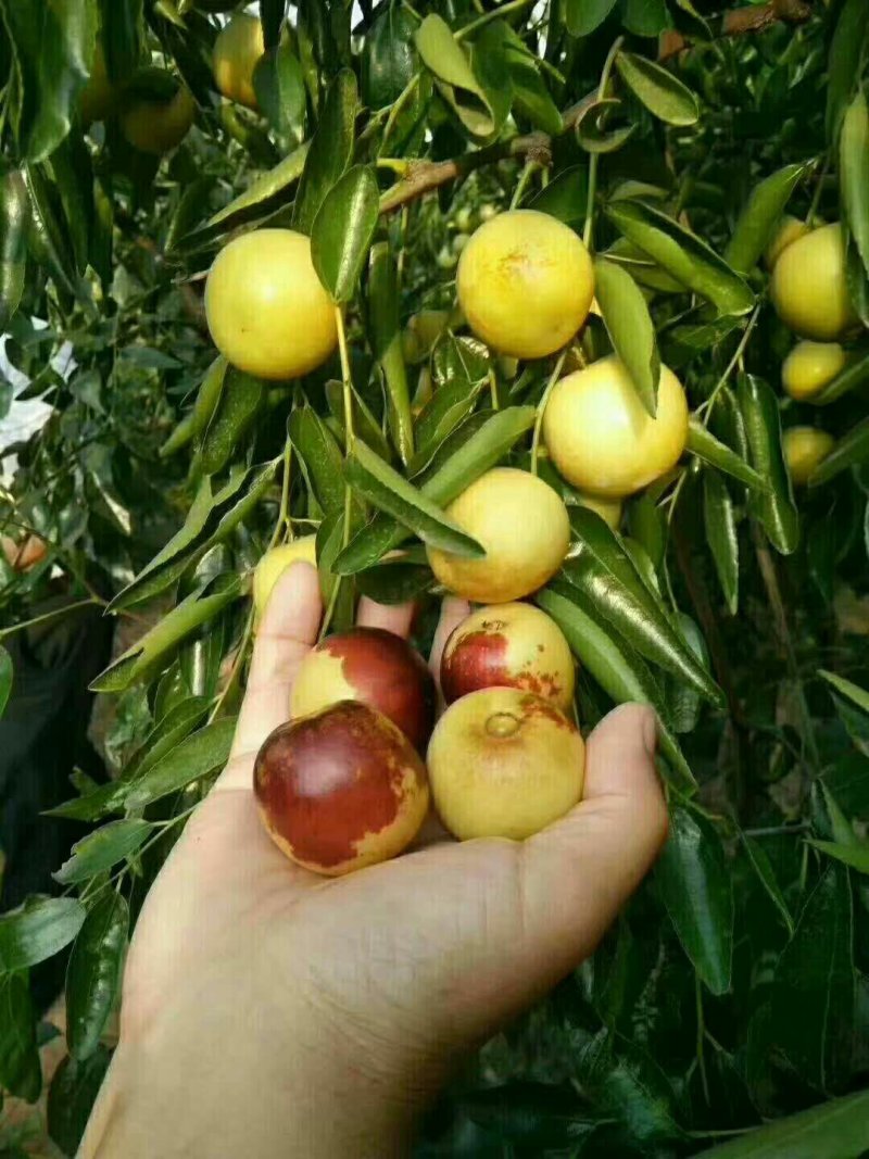 沾化冬枣